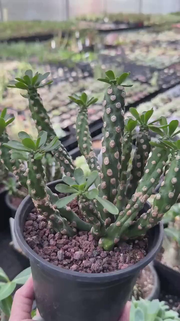 Euphorbia Royleana Large Cluster Rare Succulent Euphorbia Plant – Live Indoor/Outdoor Houseplant