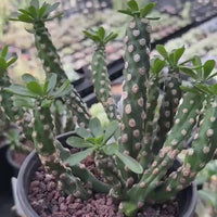 Euphorbia Royleana Large Cluster Rare Succulent Euphorbia Plant – Live Indoor/Outdoor Houseplant