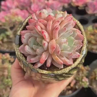 Rare Succulents - Echeveria Orange Morone Cluster