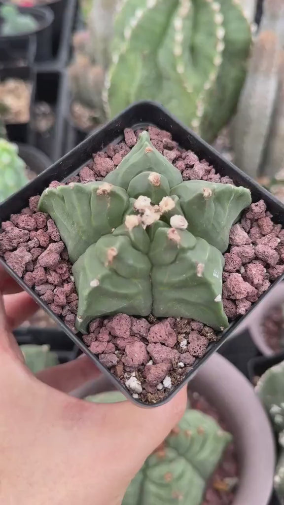 Live Plant, Astrophytum Myriostigma cv. Kikko, 3" Seed Grown, Rare Cactus