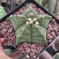 Live Plant, Astrophytum Myriostigma cv. Kikko, 3" Seed Grown, Rare Cactus