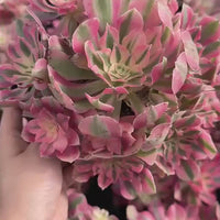 Rare Succulents - Aeonium Pink Witch Large Cluster