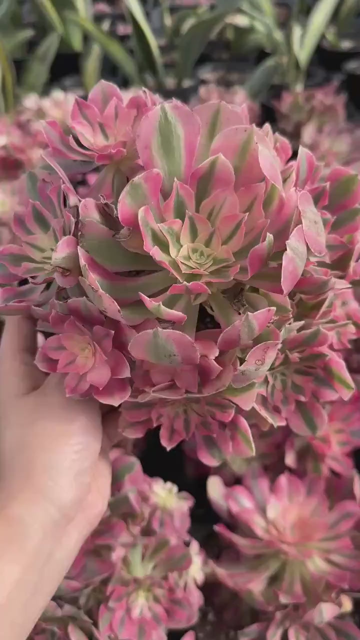 Rare Succulents - Aeonium Pink Witch Large Cluster