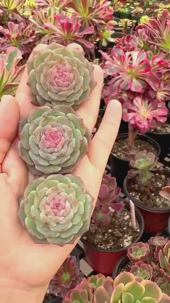 Rare Succulents - Echeveria Pink Lipstick (1.5”-2”)