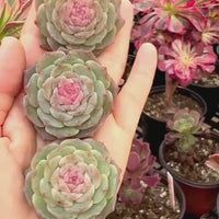 Rare Succulents - Echeveria Pink Lipstick (1.5”-2”)