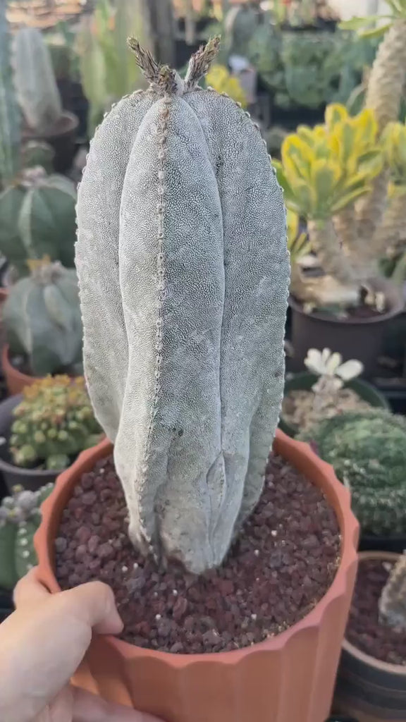 Rare Cactus - Astrophytum Onzuka 11” (1)