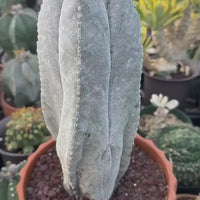 Rare Cactus - Astrophytum Onzuka 11” (1)