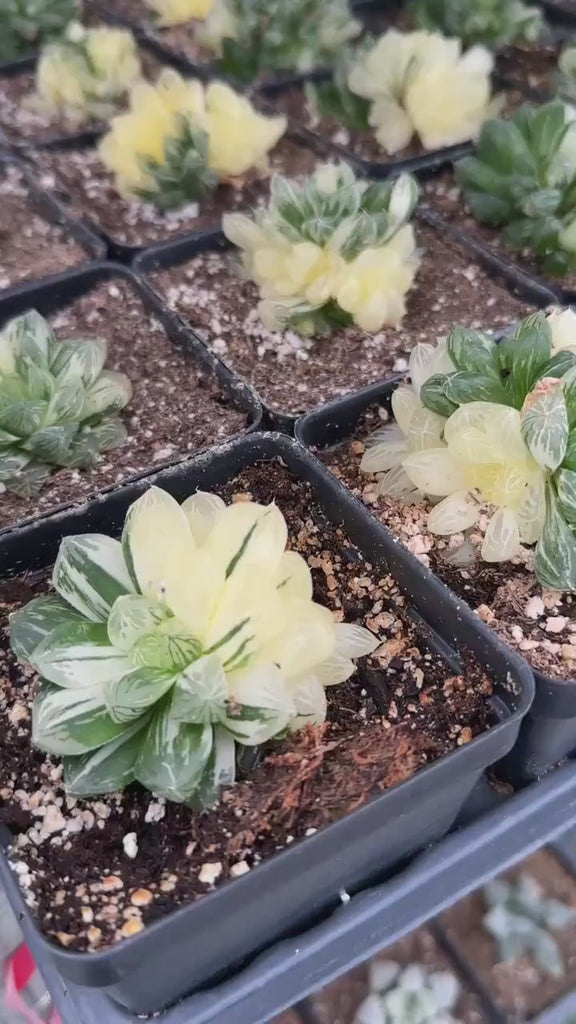 Rare Succulents - Haworthia Cooperi variegata