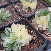 Rare Succulents - Haworthia Cooperi variegata