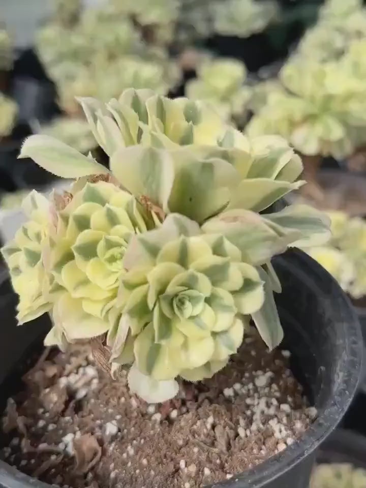 Rare Succulents - Aeonium Variegated Maybach Cluster Old Stem