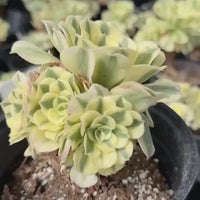 Rare Succulents - Aeonium Variegated Maybach Cluster Old Stem