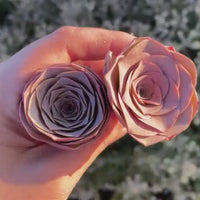 Rare Greenovia Succulent Plant, Queen of the Night, Pink in Summer, Live from California