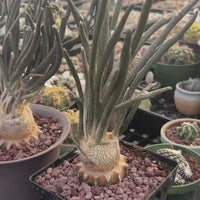 Rare Cactus - Astrophytum caput-medusae