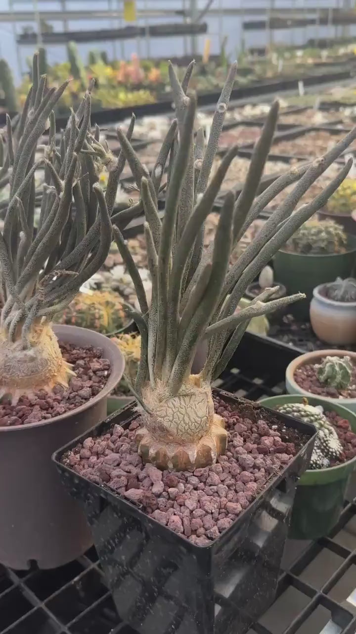 Rare Cactus - Astrophytum caput-medusae