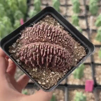 Rare Cactus - Gymnocalycium Mihanovichii Crested (3”)