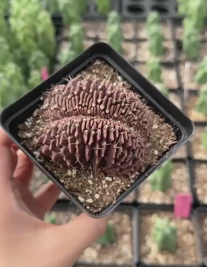 Rare Cactus - Gymnocalycium Mihanovichii Crested (3”)