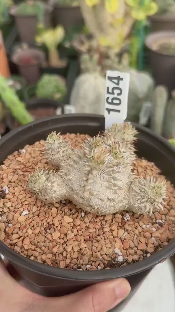 Rare Succulents - Pachypodium Brevicaule 6" Pot, 1654