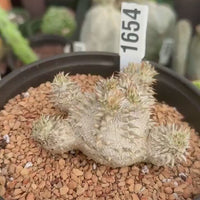 Rare Succulents - Pachypodium Brevicaule 6" Pot, 1654