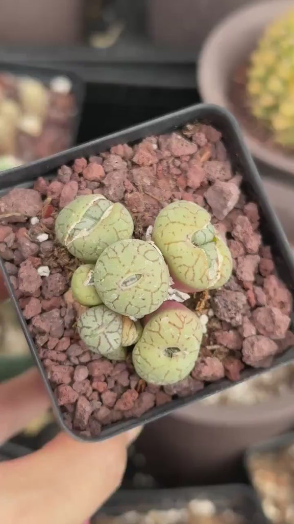 Rare Succulents - Conophytum Ficiforme Small Cluster (2.5” pot)