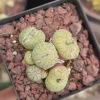 Rare Succulents - Conophytum Ficiforme Small Cluster (2.5” pot)