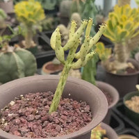 Rare Euphorbia - Euphorbia Leucodendron Variegata