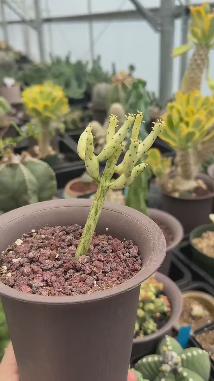 Rare Euphorbia - Euphorbia Leucodendron Variegata