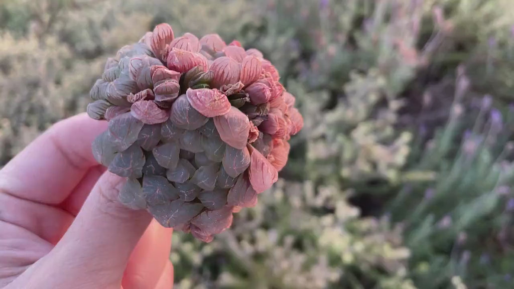 Rare Succulents - Haworthia Cooperi Pink Single stem