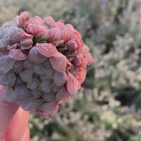 Rare Succulents - Haworthia Cooperi Pink Single stem
