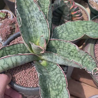 Rare Succulents - Sansevieria Blue Silver (8”-10”)