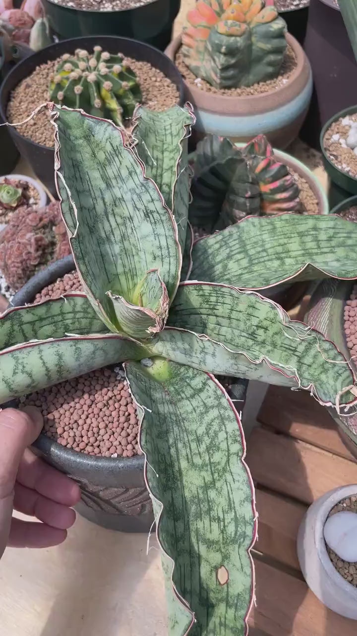 Rare Succulents - Sansevieria Blue Silver (8”-10”)