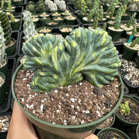 Rare Cactus - Myrtillocactus Geometrizans Crested var. Fred Variegata small