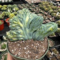 Rare Cactus - Myrtillocactus Geometrizans Crested var. Fred Variegata small