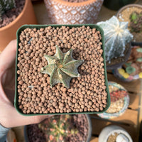 Rare Cactus - Astrophytum Capricorne (1.5”)