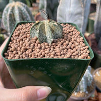Rare Cactus - Astrophytum Capricorne (1.5”)