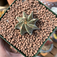 Rare Cactus - Astrophytum Capricorne (1.5”)