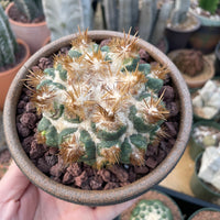Rare Cactus - Coryphantha elephantidens thorn crested (4” pot)