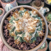 Rare Cactus - Coryphantha elephantidens thorn crested (4” pot)