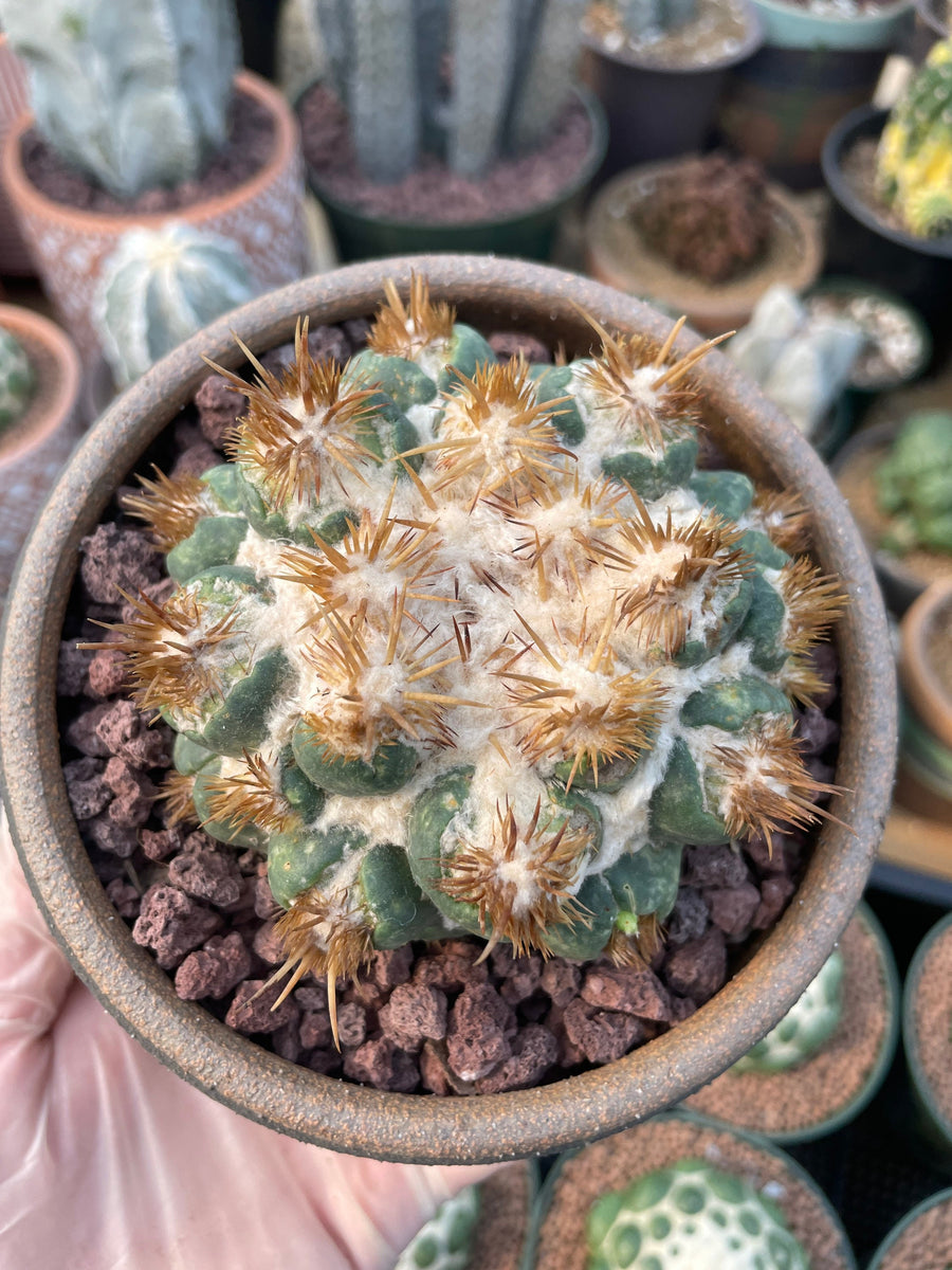 Rare Cactus