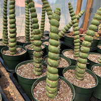 Rare Cactus - Eulychnia Crastanea Spiralis (10”)