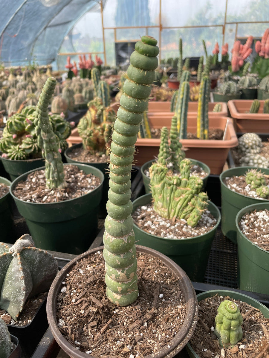 unusual cactus house plants Rare Cactus