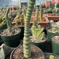Rare Cactus - Eulychnia Crastanea Spiralis (10”)