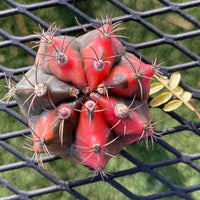 Rare Cactus - Gymnocalycium Mihanovichii Glory Hybrid Variegated From Seed