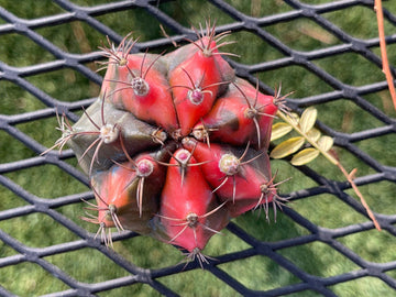 Rare Cactus - Gymnocalycium Mihanovichii Glory Hybrid Variegated From Seed