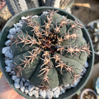 Rare Cactus - Gymnocalycium Spegzzinii v. unguispinum (5.5” pot)