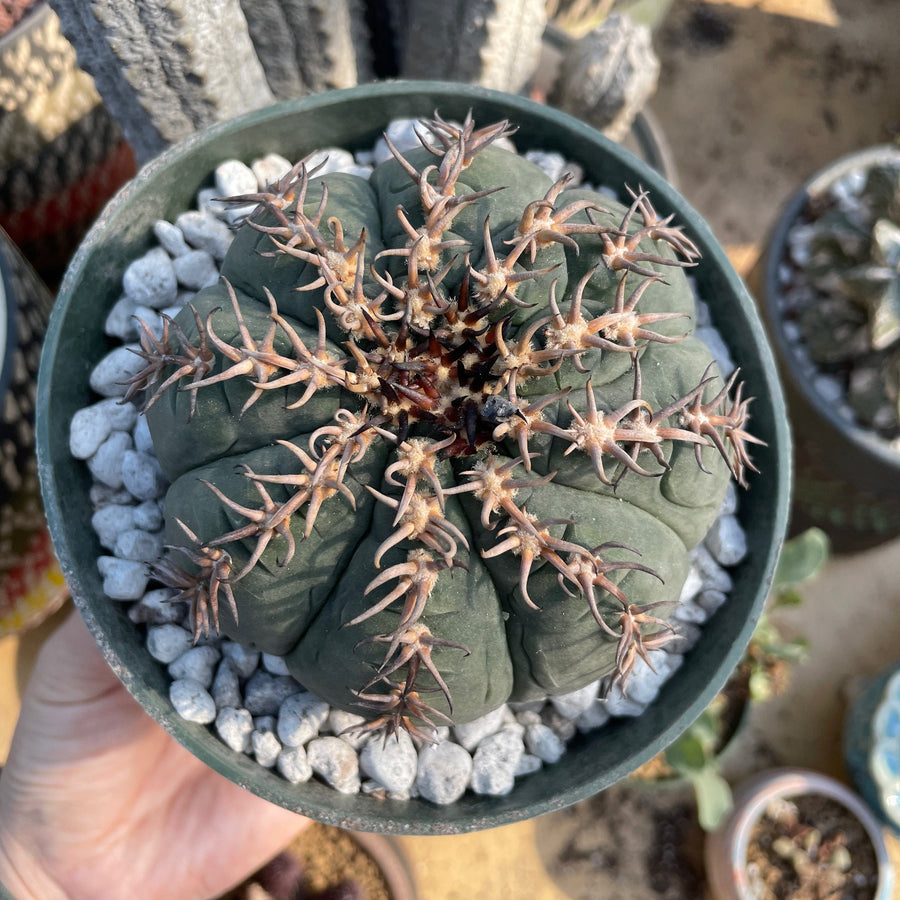 Rare Cactus