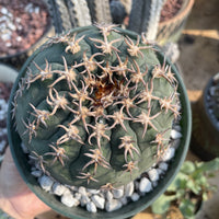 Rare Cactus - Gymnocalycium Spegzzinii v. unguispinum (5.5” pot)