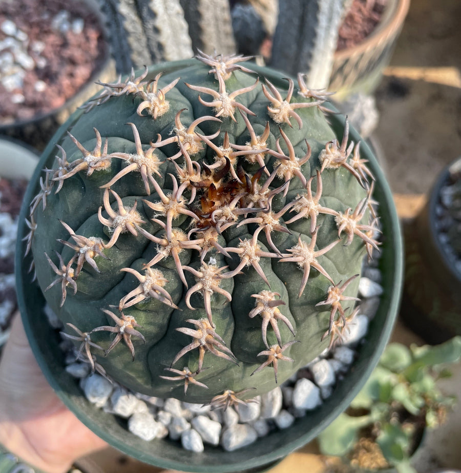 Rare Cactus - Gymnocalycium Spegzzinii v. unguispinum (5.5 pot) 1am  Succulents