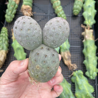 Rare Cactus - Tephrocactus geometricus triple balls