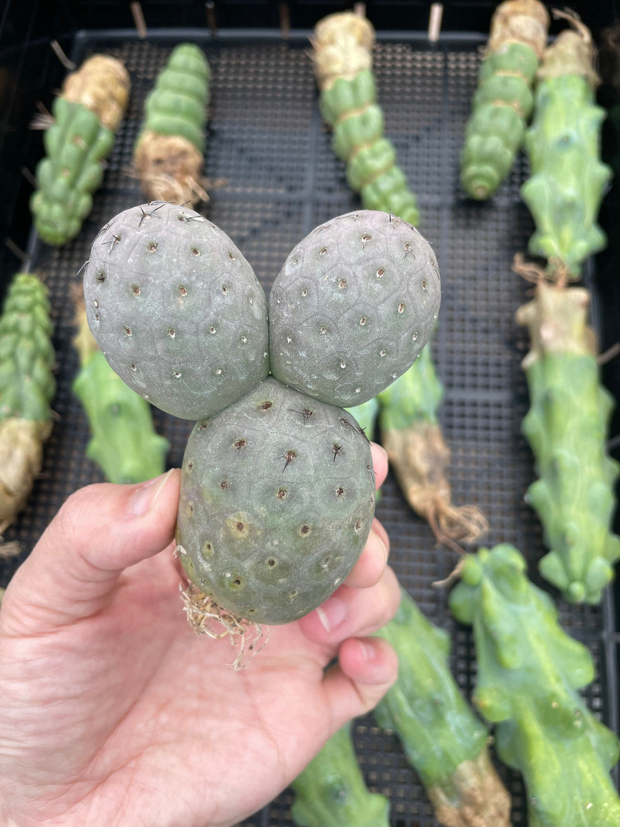 Rare Cactus