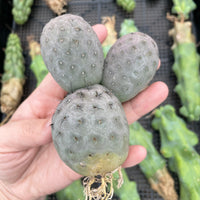 Rare Cactus - Tephrocactus geometricus triple balls